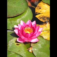 Nympheas - James Bridon (Obt. Dreer 1899) (02)